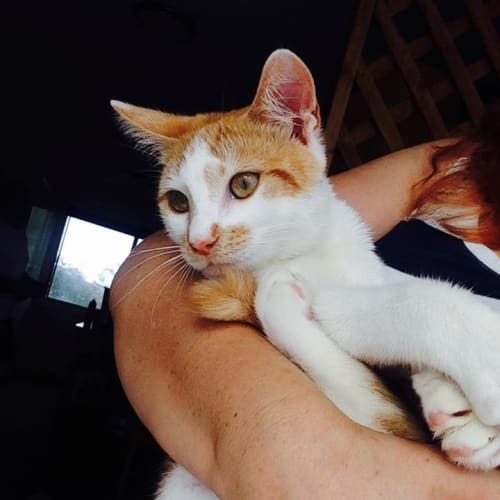 "Barbarossa" - Purrfect Match
