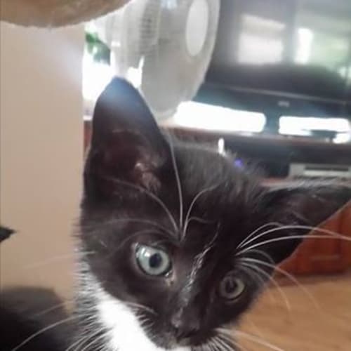 Minky
