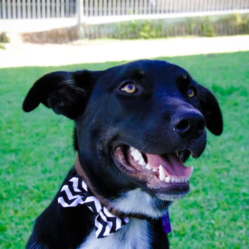 Toby ~ Kelpie X - (On Trial 28/2/15)
