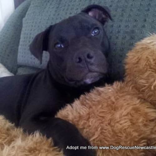 Tubby (On Trial 8/3/15) ~ Staffy puppy