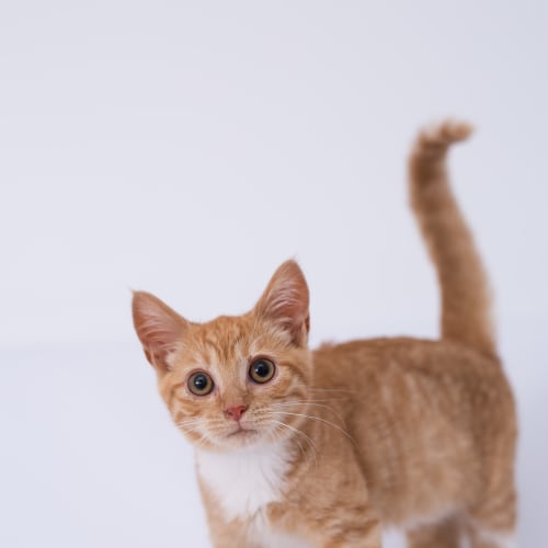 "Meowfred" - Purrfect Match