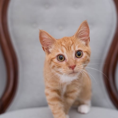 "Meowbert" - Purrfect Match
