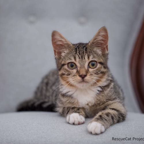 "Meowington" - Purrfect Match
