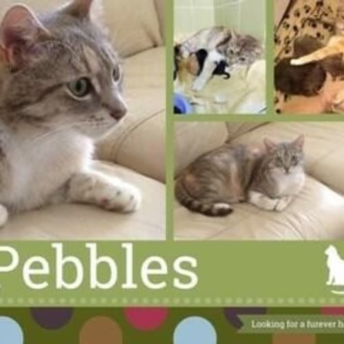 Pebbles a Loving Friend