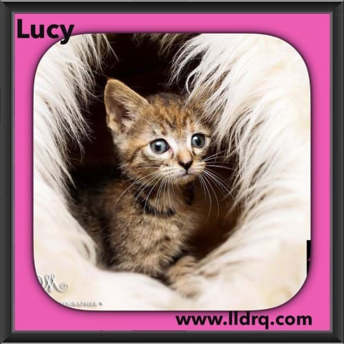 Lucy 