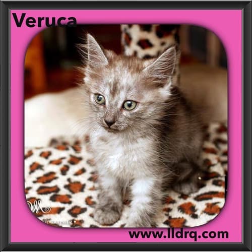 Veruca 