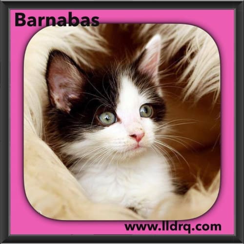 Barnabas 