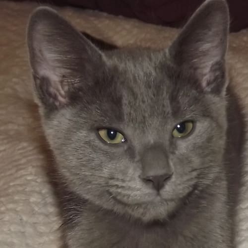 Indigo