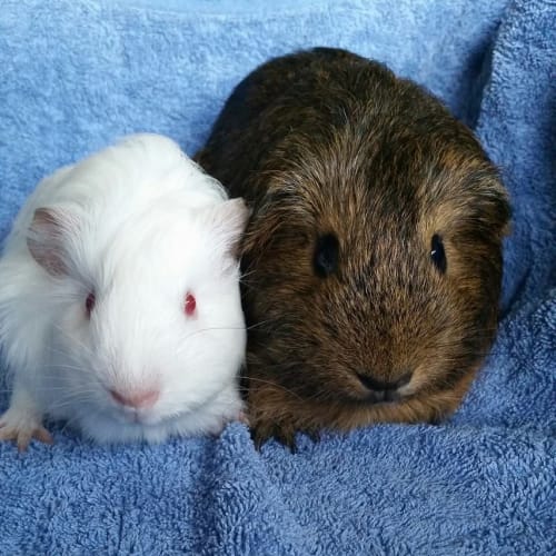 Jodie and Ruby
