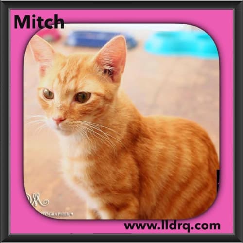Mitch 