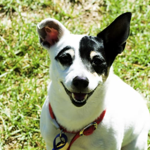 Patch ~ Mini Foxy (On Trial 7/3/15)
