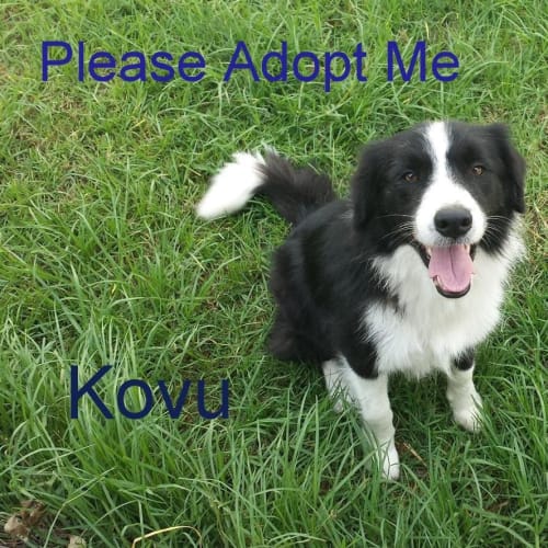 Kovu ~ Border Collie- trial 7/3/15