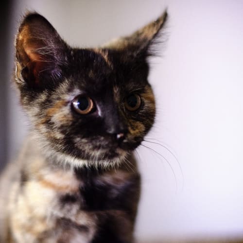 Tara the Pocket Rocket