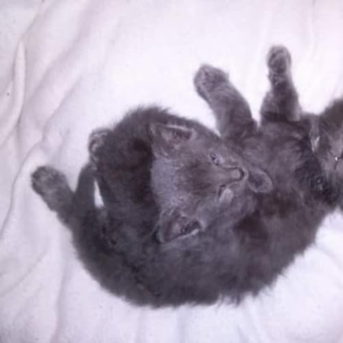 Greyson