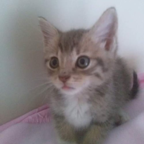 Jemima