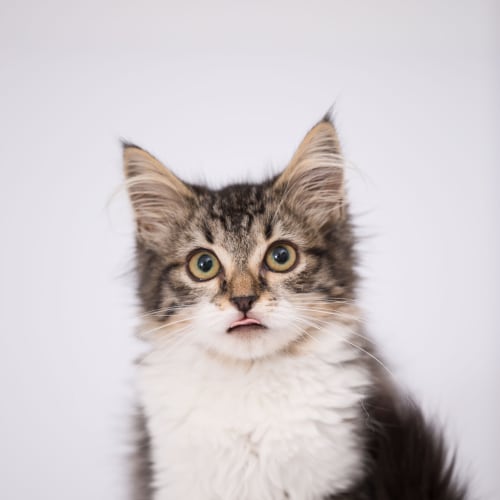 "Katnis" - Purrfect Match