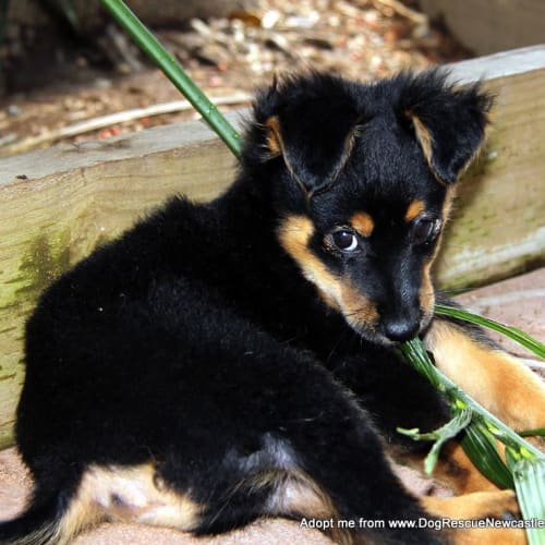 Kobie ~ Sheltie x Pomeranian puppy (Trial 30/3/15)
