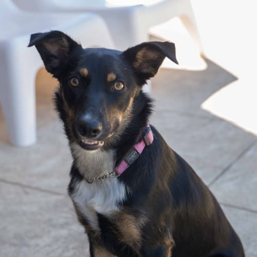 Evie DL837