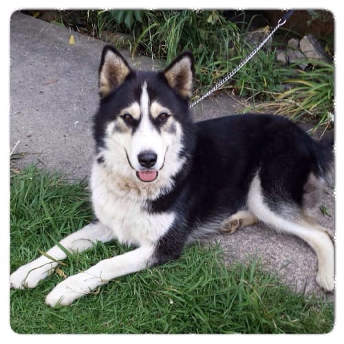 Rex ** A Divine Sweet Natured Baby **