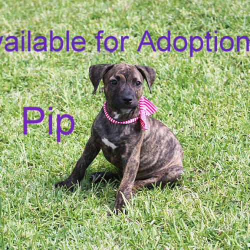 Pip (On Trial 6/3/15) ~ Staffy X Puppy