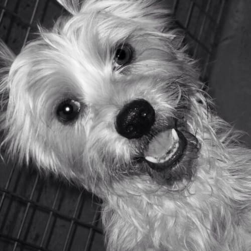 Bailey ** A Divine Boy **