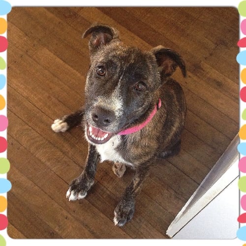 No photo for Sookie ** Such A Cute Petite Pup **