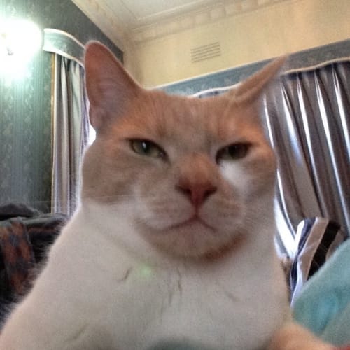 Oscar