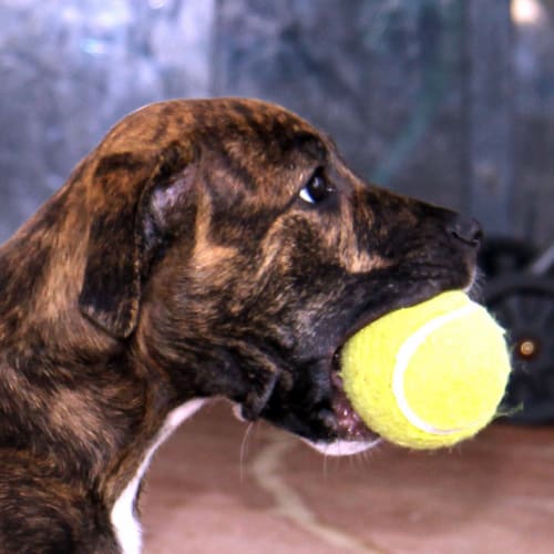Georgia ~ Staffy x puppy (On Trial 22/3/15)