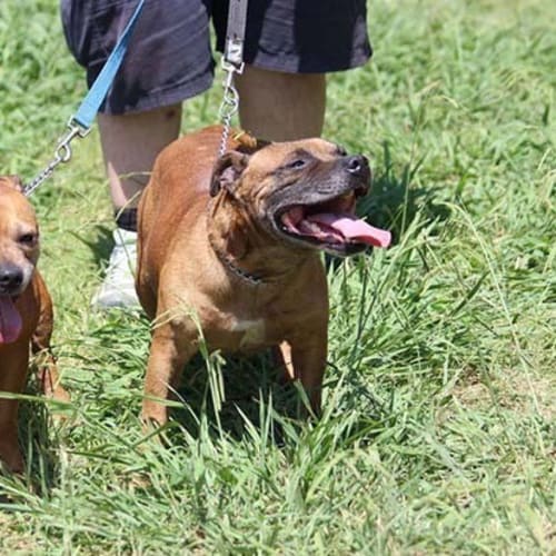 Axel & Zara (Male & Female)