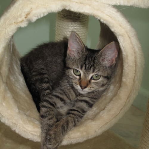 "Betty Boop" - Purrfect Match