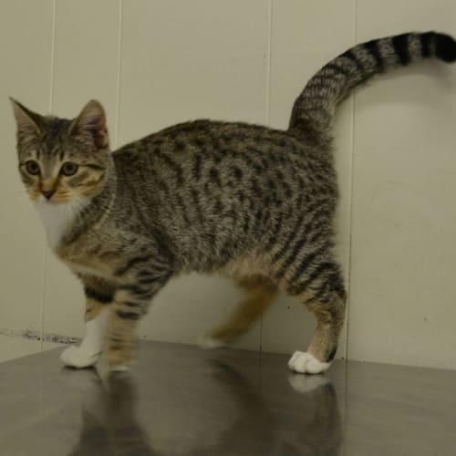 Help Steffy Get out of the Pound!