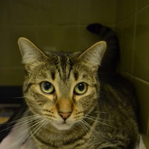No photo for Get Troy Out Of The Pound! 