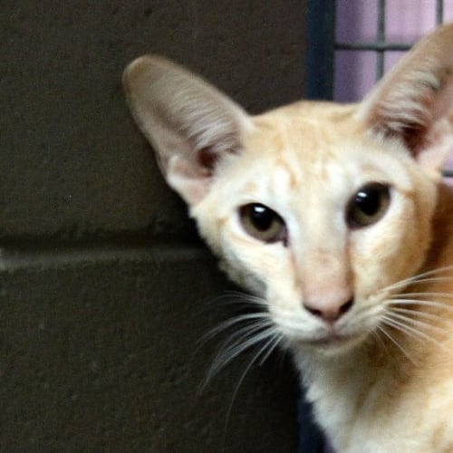 Chai