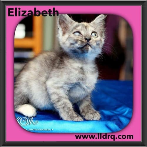 Elizabeth 