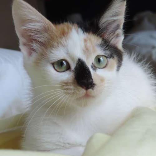 Jade
