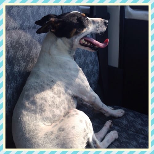 No photo for Charlie **Pure Breed Tenterfield Terrier**