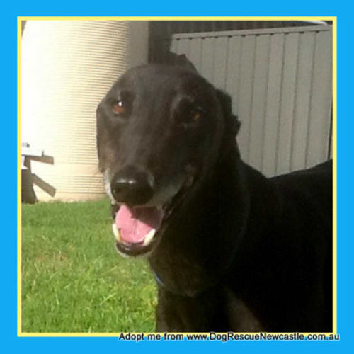 Willie (On Trial 15/3/15) ~ purebred greyhound