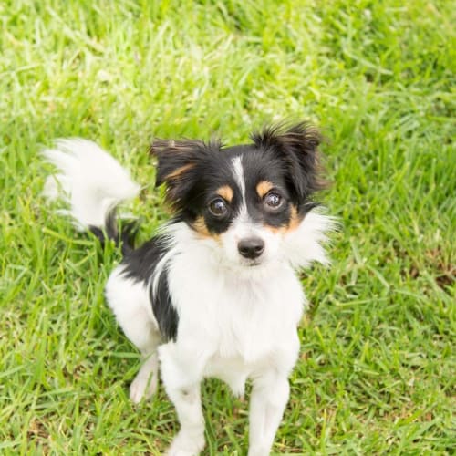 Lilo