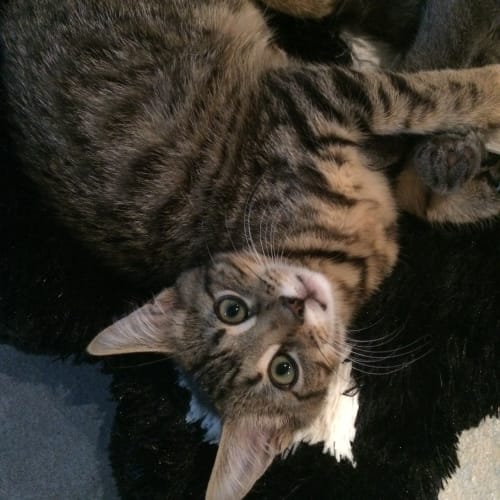 Leo @ The Pet House, Westfield Tuggerah