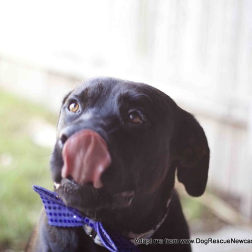Vader (On Trial 28/3/15)~ Labrador, 10 mnths
