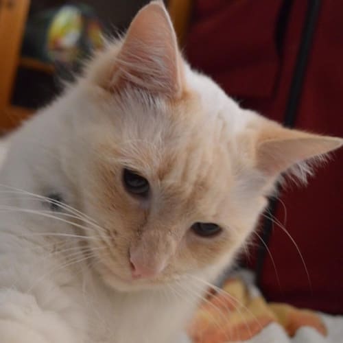 Gus   Kitten Kapers Rescue