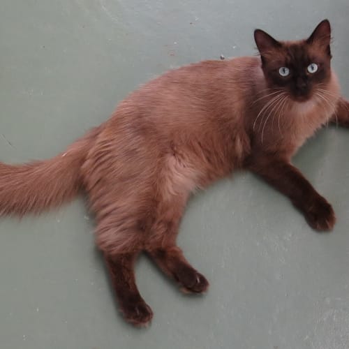 Cadbury
