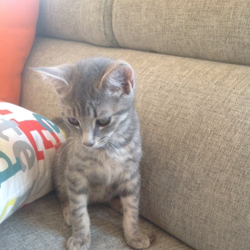 Max
