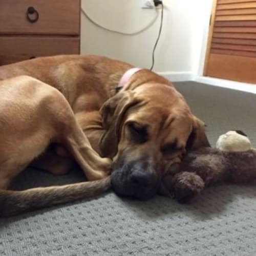 Ruby Adopton Pending