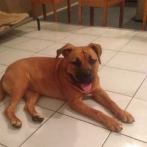 Missy Adoption Pending