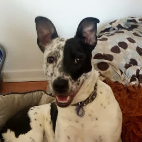 Elsa - Adoption Pending