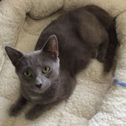 "Zanza" - Purrfect Match