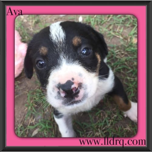 Ava