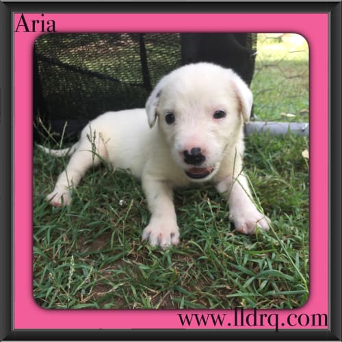 Aria