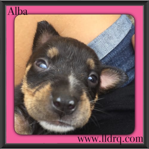 Alba